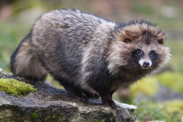 Tens of millions of rabbits, foxes, raccoon dogs (pictured above), and other animals endure terrible suffering and violent death to produce cheap trim for coats, hats, gloves, and other clothing items sold worldwide by the retailers mentioned below and others.