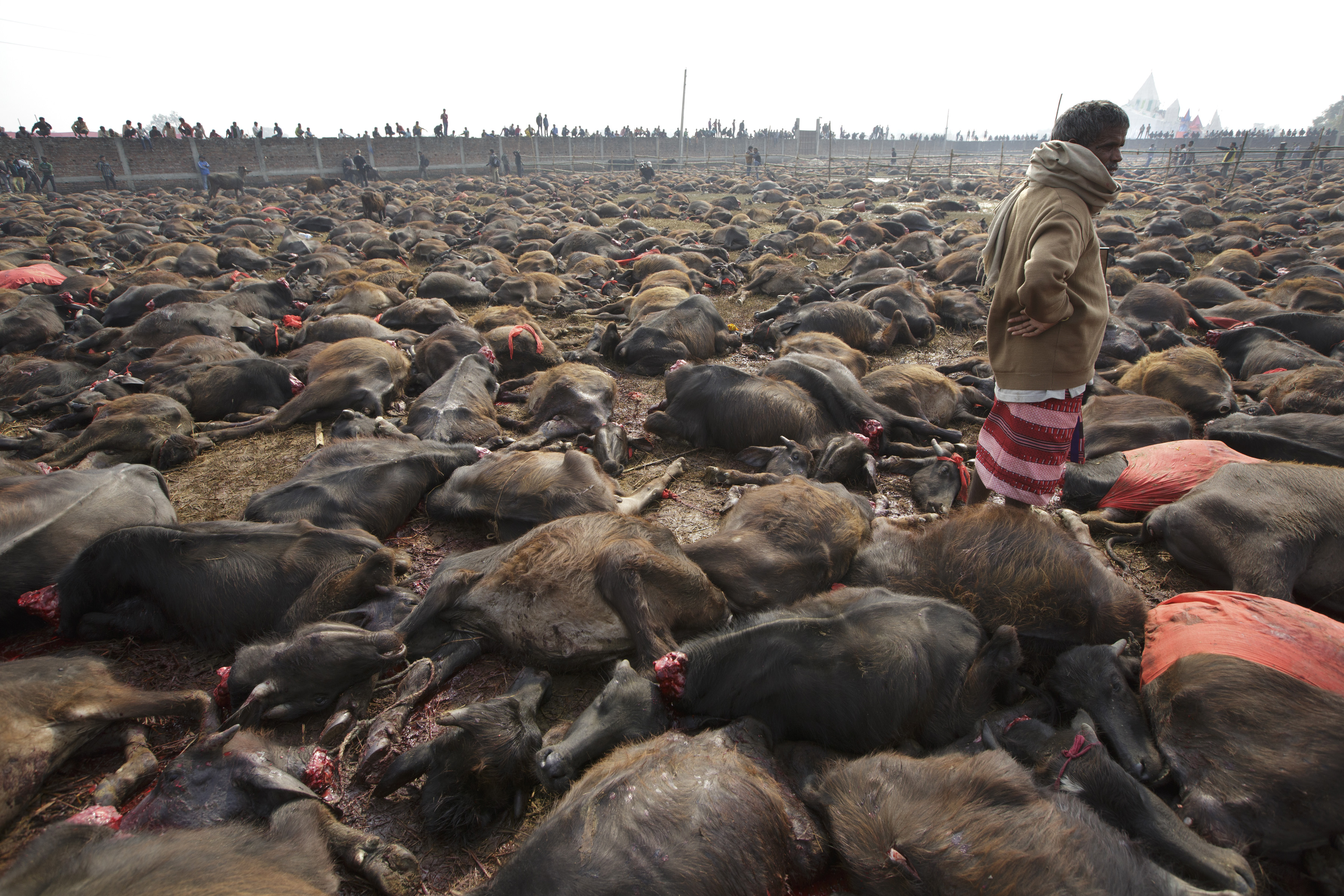 The Field of Battle for Animals is Global - HSI Top Achievements for 2015 ·  A Humane World