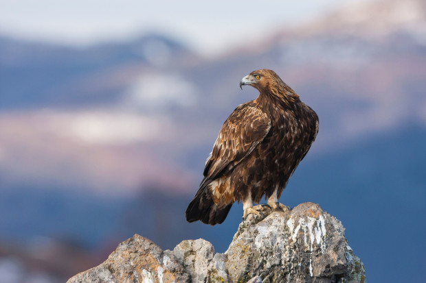 An estimated 10 to 20 million birds and other animals die after feeding off of lead-laced animal carcasses left in the field by hunters. Above, a golden eagle.