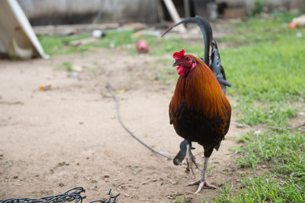 The facility raided earlier this week had multiple pits and enough satellite sheds to house more than 1,000 fighting roosters awaiting their turn to slash other birds to death, or to be killed themselves.
