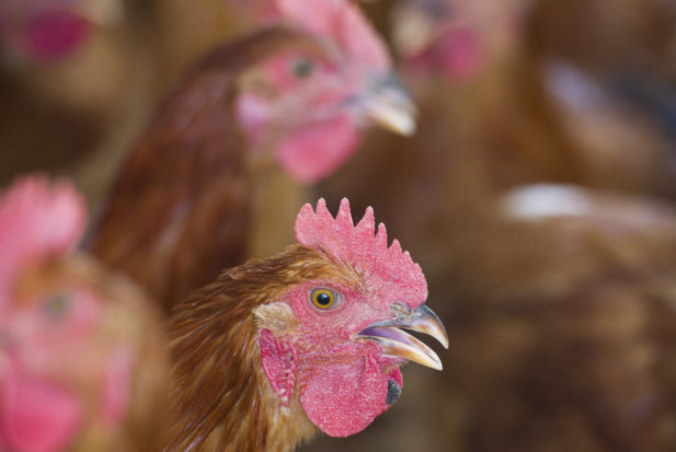 The reforms announced by Perdue would improve the lives of roughly 700 million birds it raises and slaughters each year.