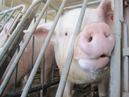 If passed, the Massachusetts ballot measure would make it illegal to sell eggs, veal, or pork from facilities that confine animals in cages.