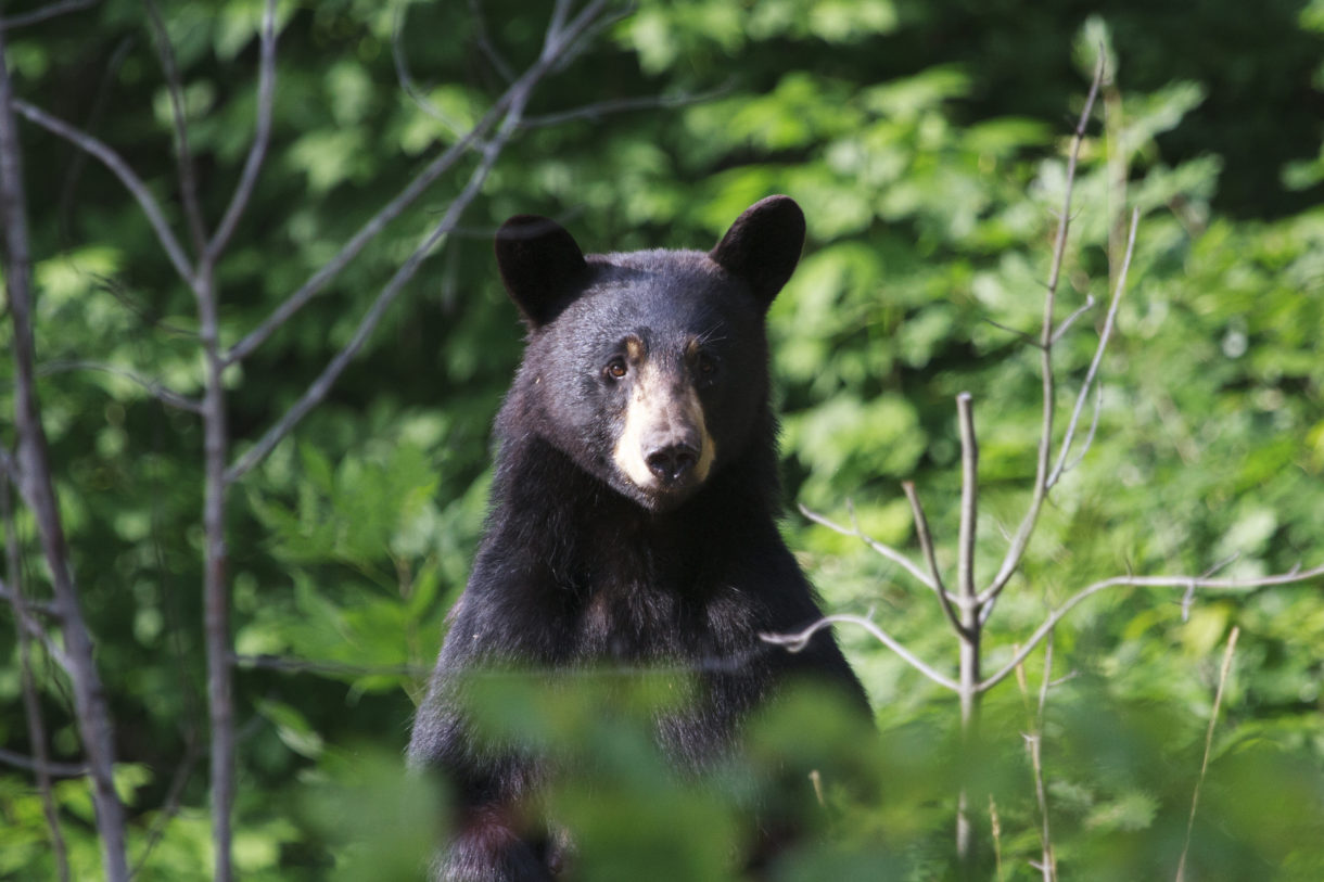 Breaking News Florida Black Bears Get A 2016 Stay Of Execution A Humane Nation