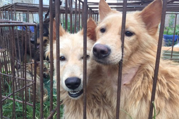 A new poll shows that as many as 64 percent of people in China agree that the Yulin dog meat festival should end. Above, two of the 20 dogs rescued from a slaughterhouse on the eve of the festival.