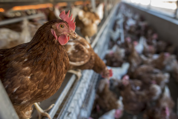 Sodexo's announcement today on cage-free eggs is expected to improve the lives of over a million hens each year.