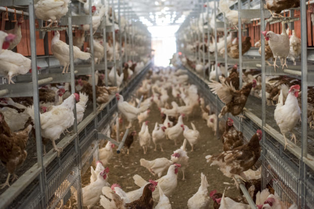 If we prevail in Massachusetts, eggs, pork, and veal sold in the Bay State will have to be produced by cage-free animals. Above, hens in a cage-free facility.