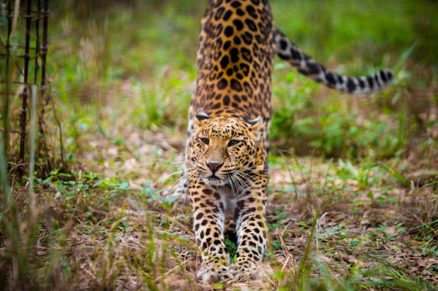 Leopard populations in sub-Saharan Africa have plummeted by more than 30 percent in the last 25 years.