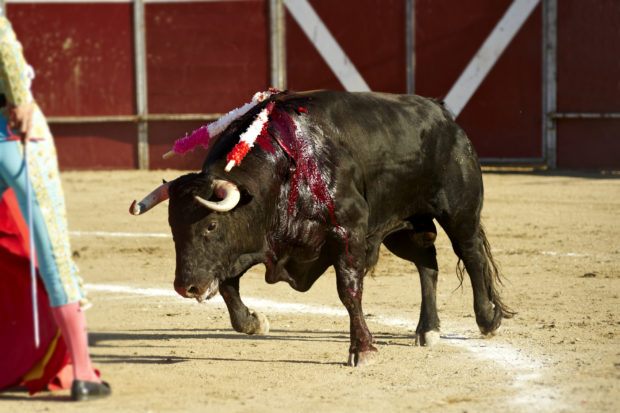 Each year, bulls are tortured and killed as part of Spain's running of the bulls and thousands of bull fiestas held across the country.