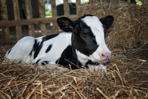 The new rule will create a financial incentive for producers to treat all calves better to avoid creating downers, and take away any incentive to use  cruel methods to force the calves through the slaughter process.