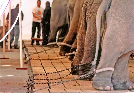 For too long, elephants in traveling shows and circuses have suffered through a life on the road punctuated with frequent abuse by handlers wielding bullhooks.
