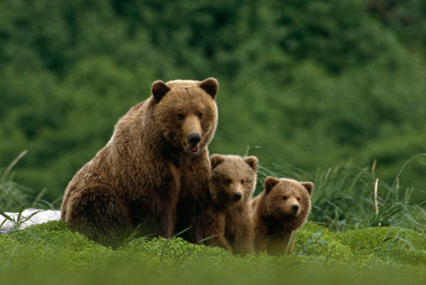 The new protective regulations announced today by USFWS will protect grizzly bears from some of the most wanton and misguided methods of killing them, as well as black bears, wolves, and coyotes on our public lands in Alaska .