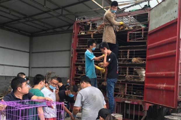 The 320 dogs who were rescued had been on this truck for 12 hours at least, enduring the summer heat, with no access to food and water.