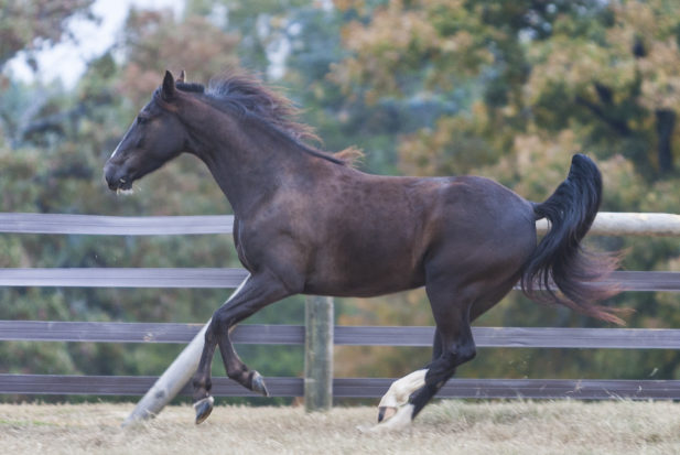 The new federal rule contains game-changing reforms to end the half-century long battle against the cruel practice of soring Tennessee walking horses, racking horses, and related breeds. Above, a walking horse rescue at the Doris Day Equine Center.