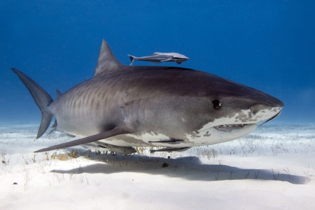 Eleven U.S. states have joined the crusade to stop the cruel practice of hacking the fins off the sharks, often while they’re still alive, and throwing the bleeding, injured animals back into the water to slowly die.