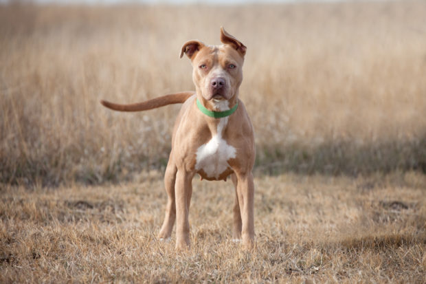 The root cause of our view of pit bulls, Dickey argues, comes not from the animals themselves, but from our own ignorance, fear, and prejudice.
