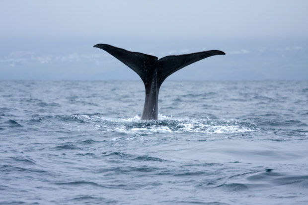 Marine mammals such as whales, dolphins, seals, and walruses rely on their perceptions of underwater sound for vital functions like catching prey, navigating, communicating, and mating.