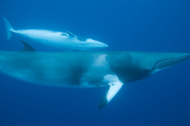 The resolution adopted by the European Parliament highlights the fact that genuine scientific research does not require the wholesale slaughter of whales.