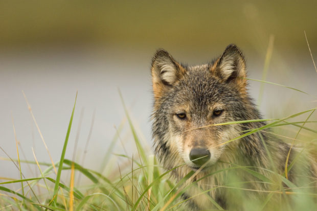 One recent study from the University of Wisconsin found that allowing public hunting of wolves actually increases poaching.