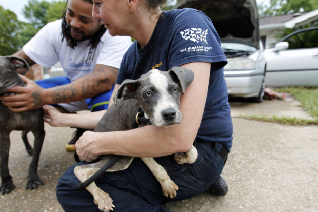 One of the many dogs rescued from the flood waters in Louisiana who is now on his way to safety.