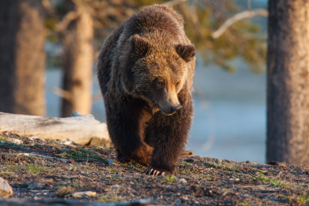 Grizzly bears are a primary lure for millions of people who come to Yellowstone. Above, a grizzly foraging in Yellowstone.