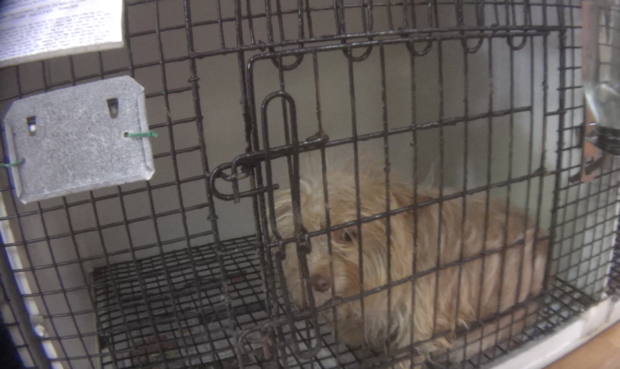A puppy in a small, rusty cage at D & G’s Petite Pups in Paterson, New Jersey, looked disheveled and depressed.