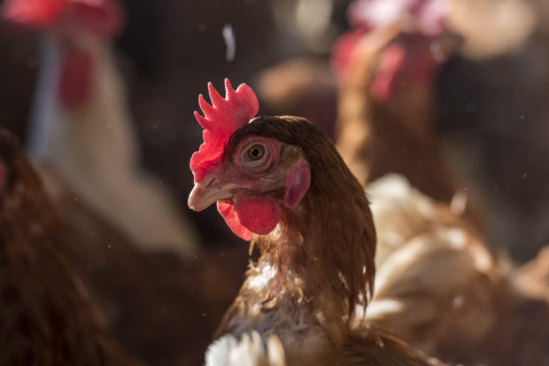 Today, our Humane Society International team announced with one of Mexico's leading restaurant operators, CMR, that the company will switch to exclusively cage-free eggs in its entire supply chain.