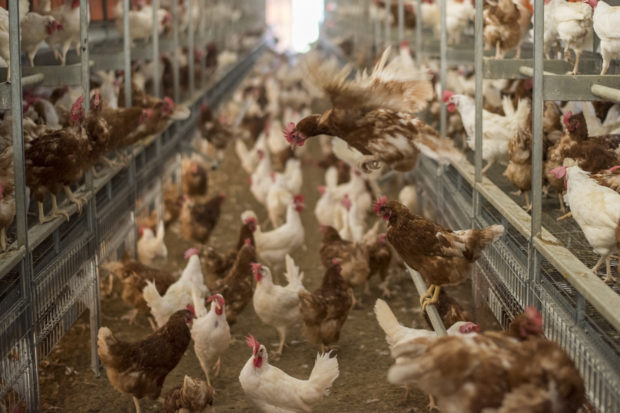 Compass will move millions of hens out of battery cages and into cage-free environments, and it’s the latest big development in our move to end cage confinement of farm animals everywhere on the planet.