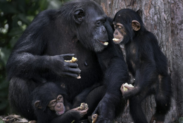 The New York Blood Center, a charity with at least $400 million in assets, left the chimpanzees for dead in a habitat without sufficient food and water, during an Ebola crisis.