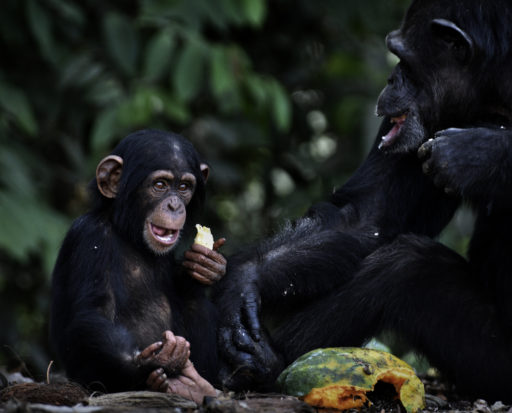 When workers approached the islands with food and water, the water-averse chimps waded into the ocean and desperately reached for the nourishment and gulped down cups of water.
