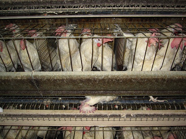 Who wouldn’t be disgusted to know that most hens used for eggs are confined in cages too small to even extend their wings?