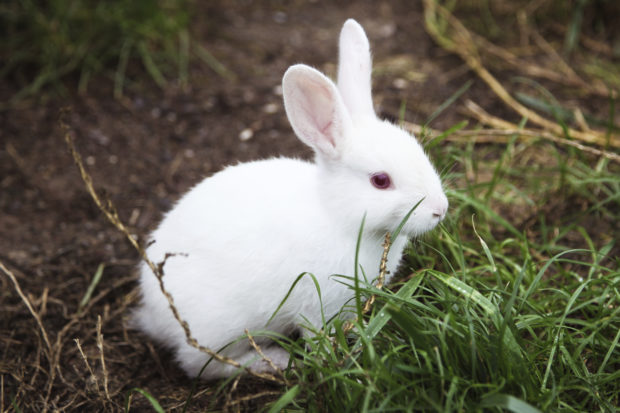 The court’s ruling forbids any company from relying on the results of animal tests conducted anywhere in the world after March 11, 2013, to “prove” the safety of cosmetic products or their base ingredients for sale in the European Union.