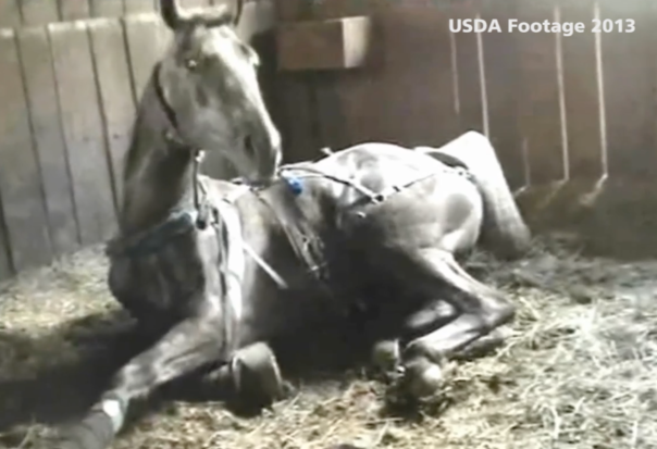 The USDA video footage confirms in a dramatic way the cruelty Larry Wheelon and his associates committed against the horses in that barn.