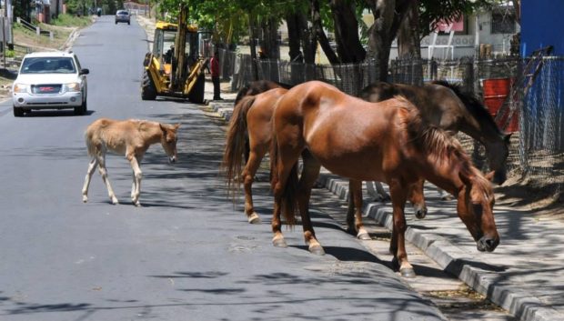 Our Humane State team recently set up shop in Vieques to train law enforcement officers on identifying and investigating animal neglect and cruelty, equine cruelty investigations, as well as proper equine care, among other topics.