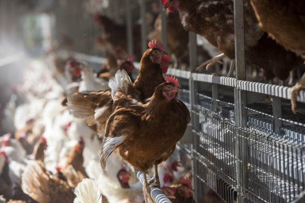 In recent years, we’ve convinced 10 states to ban many extreme confinement practices for farm animals, and we've worked with more than 200 food retailers to phase out eggs and other animal products from factory farms that confine the animals severely.