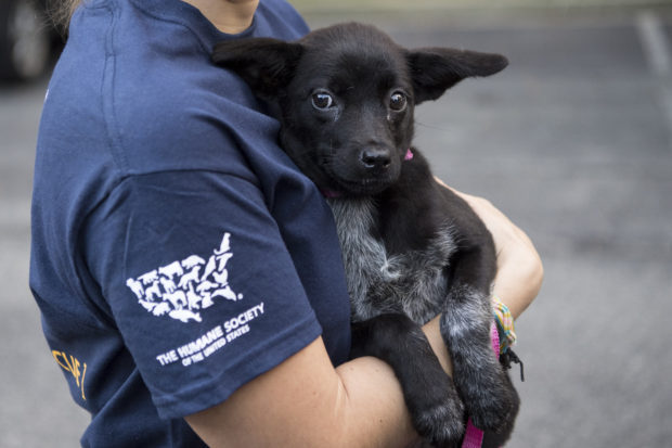 Last week, we organized the move of approximately 100 animals from South Carolina ahead of the storm. Some of these animals arrived at our Gaithersburg office Thursday and were transported to our Emergency Placement Partners where they were safe and well cared for as the storm lashed South Carolina.