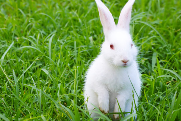 The #BeCrueltyFree Taiwan campaign, a partnership between Humane Society International and the Taiwan SPCA, played a decisive role in securing this victory.