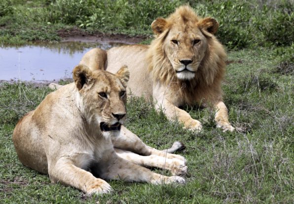 Wild lion populations have declined by 60 percent across much of Africa over the last 20 years. There are now only around 20,000 lions remaining in the wild.