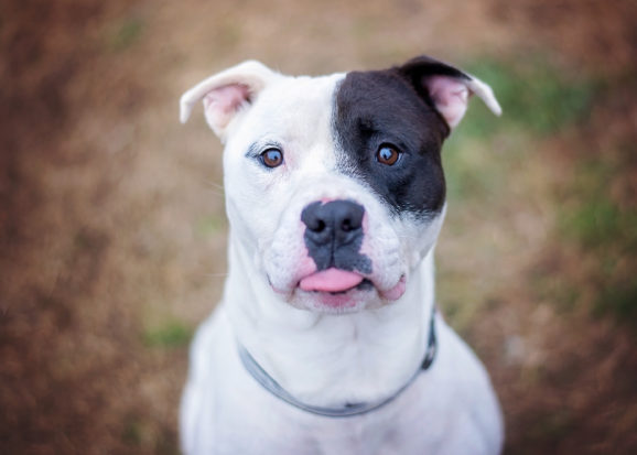 The court order delays implementation of Montreal's pit bull ban, and allows advocates of dogs an opportunity to press their case and have local lawmakers rethink their rash and reactionary policy.
