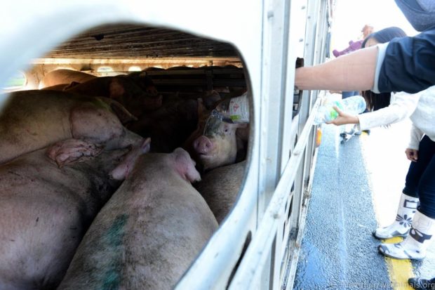 Anita Krajnc is on trial because In June last year, the Toronto resident let pigs crowded into a trailer on a scorching summer day, obviously parched and in distress, lap up some water before they were transported to slaughter.