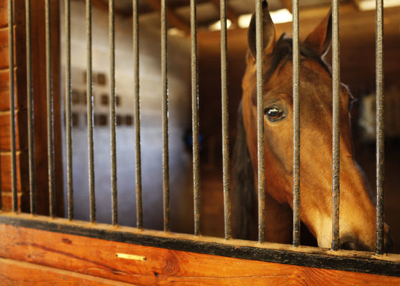 Over the past decade, The HSUS has been diligently working to expose the rampant cruelty inflicted on Tennessee walking horses and related breeds.