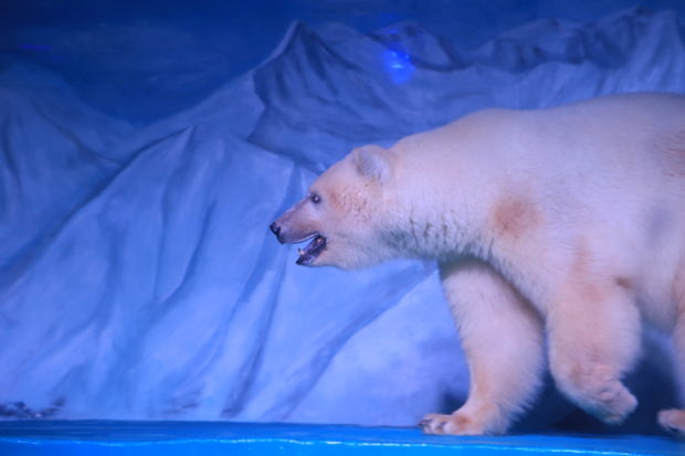 The condition of Pizza the polar bear (pictured above) is indicative of a growing trend in China where captive animals are put on display at shopping malls to entice customers and to trump an online-shopping experience.