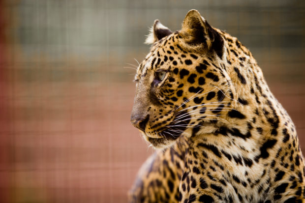 Yesterday the U.S. Fish and Wildlife Service issued a positive finding on a legal petition to list all leopards as “endangered.” This would eliminate a 1982 loophole that has allowed American trophy hunters to import thousands of leopard trophies in the last decade from sub-Saharan Africa without appropriate scientific scrutiny.