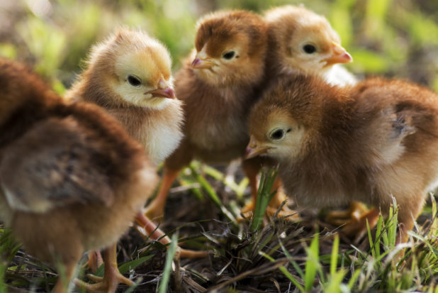 Hundreds of millions of male chicks are ground alive annually by the egg industry, compounding the moral problems associated with industrial-style egg production.