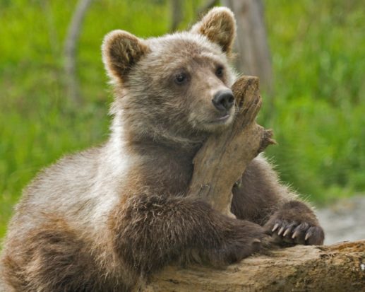 Some special interest groups are clamoring to remove grizzlies from the list of federally protected species so that legal safeguards against the exploitation of these bears and their habitats will be stripped as well.