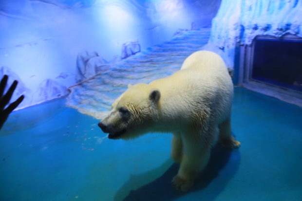 Pizza, the “world’s saddest polar bear,” will be moved from a small glass cage in a Chinese mall to an ocean park in North China where he was born, reuniting him with his parents.