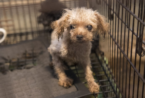The Trump Administration can help reduce the suffering of dogs in puppy mills by ensuring that the USDA's Animal Care program is vigorously enforced, and by upgrading insufficient dog care standards.