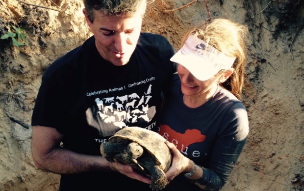 Wayne Pacelle and Lisa Fletcher remove a gopher tortoise from property slated for development. The tortoise will be relocated to safety.
