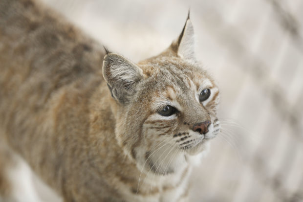 The beauty of bobcats is their greatest vulnerability – trappers and trophy hunters target them to make money from the sale of their speckled fur, often resorting to horrific killing methods, including bludgeoning, drowning, or strangling trapped bobcats.