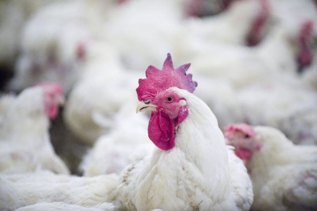 In our industrial food production system, broiler chickens are genetically manipulated to grow so fast, they’re barely able to walk by the end of their lives, which is usually only about 47 days.