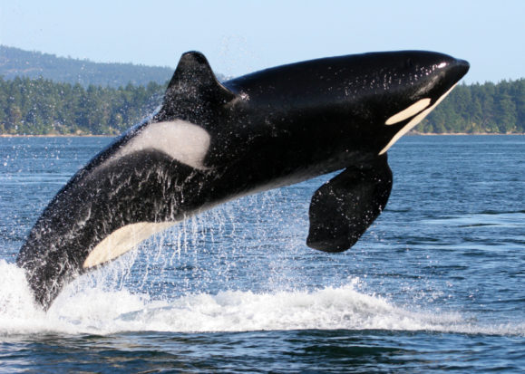 In a pathbreaking announcement for captive marine mammals, SeaWorld, in cooperation with The HSUS, announced in March that it would end all breeding of its orcas and it won’t obtain additional orcas from other sources.